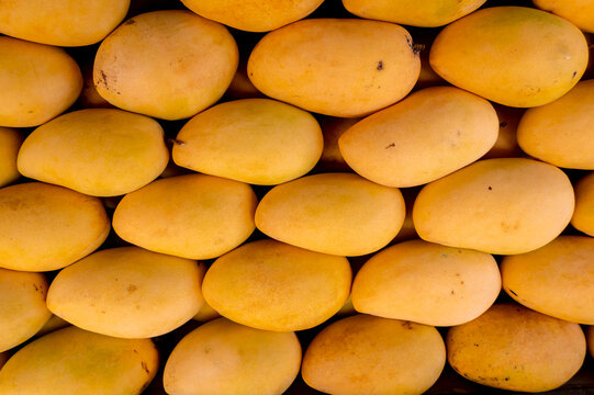 Rows of ripe Guimaras Mangoes, renowned for its exceptional sweetness. At a fruit stall in the town of Jordan.