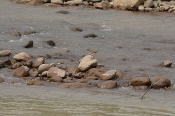 Spotted Sandpiper in the middle of a river