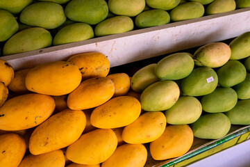 Rows of both unripe and ripe Guimaras Mangoes, renowned for its exceptional sweetness. At a fruit...