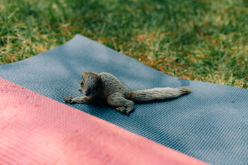 A cute adorable baby squirrel on the grass