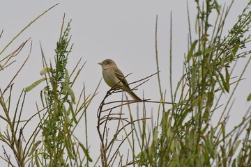 Willow Flycatcher on top of a plant