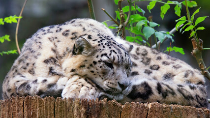 A beautiful snow leopard laying down and resting on a tree stump, banner. This is a species of large cat in genus Panthera family. Native to mountain ranges of Central and South Asia. Space for text. - obrazy, fototapety, plakaty