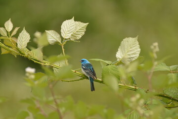Male Lazuli Bunting on a green blackberry bush