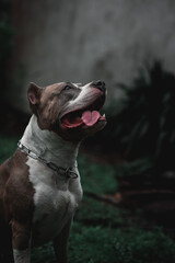 american staffordshire terrier, pitbull dog showing tongue and looking intently