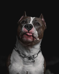 Obraz premium american staffordshire terrier pitbull dog showing tongue