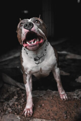 american staffordshire terrier, pitbull dog barking, intimidating, snarling