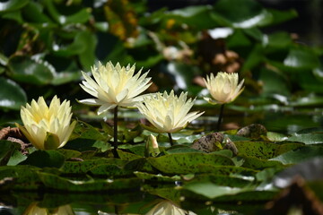 Water Lily