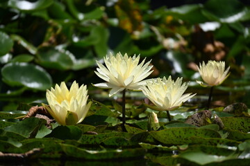 Water Lily