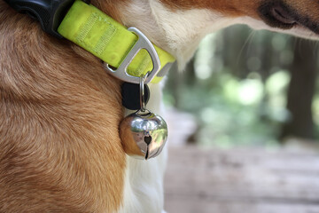 Dog with bear bell on collar for protection. Close up of medium sized dog in forest with defocused...