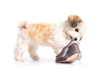 Small puppy with shoe and pulling on shoe lace. Cute fluffy puppy dog playing with a shoe. Bad...