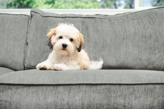 Havanese puppy dog lying on sofa while looking at camera. Curios small fluffy white bichon type puppy taking a break from playing. 16 weeks old female Havanese puppy dog, black eyes. Selective focus.