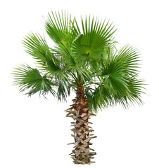 ワシントニア ロブスタ 樹高320cm