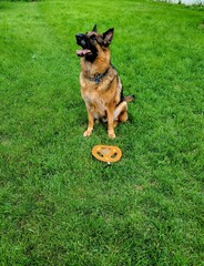 German shepherd dog with frisbee