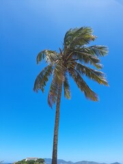 Obraz premium palm tree on the beach