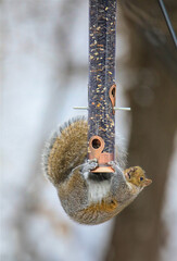 Funny Squirrel clinging to the base of a bird feeder before falling humorous photo