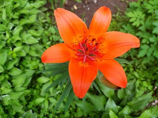 orange lily in the garden
