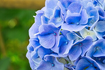 日本の梅雨の時期の公園や散策路には色とりどりの紫陽花が咲きます