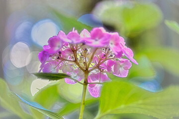 日本の梅雨の時期の公園や散策路には色とりどりの紫陽花が咲きます