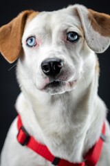 Obraz premium Studio Portrait of a Mutt Dog on a Black Background