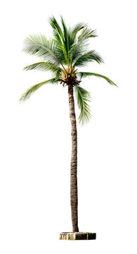 Coconut palm tree isolated on transparent background