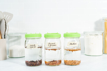 Growing sprouts in a jar