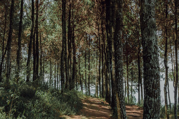 Empty forest, with cleary air