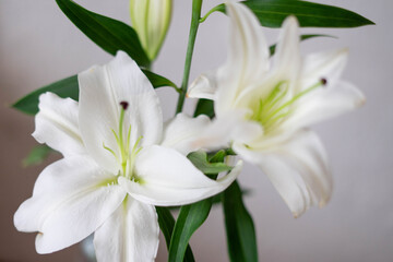 Fototapeta na wymiar White lily in a vase against a white textured wall.