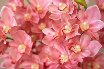Close-up pink orchid. Floral background.