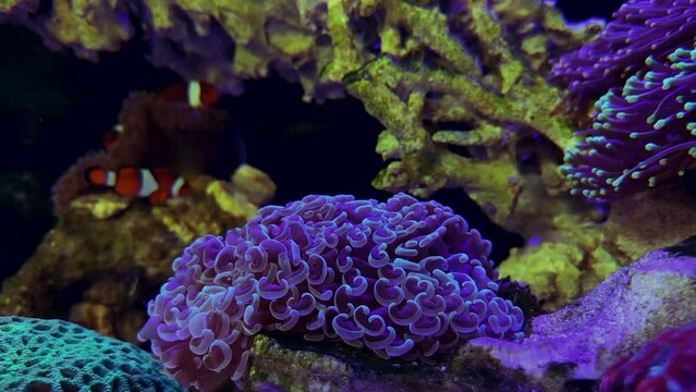 ancora coral with clown fish