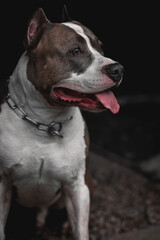 american staffordshire terrier pitbull serious paying attention and imposing