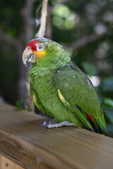 Fototapeta na wymiar Tropical Parrot Bird 