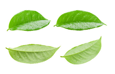 tea leaf isolated on transparent png