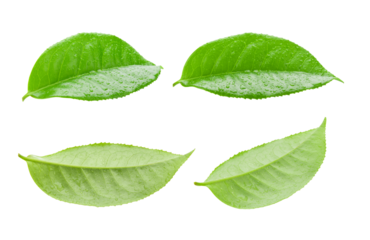 tea leaf isolated on transparent png