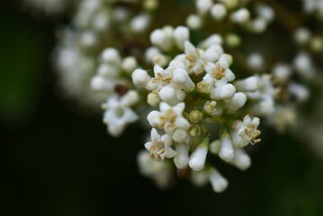 Sweet viburnum flowers.Viburnaceae evergreen tree. Many small white flowers bloom in early summer, and berries ripen red in autumn. Trees are used as hedges.