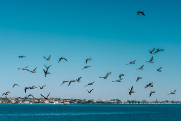 Flock of Seagulls Flying Over Park and Ocean