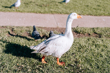White Goose and Duck in The Grass In New Zealand