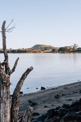 Fototapeta premium New Zealand Park View of a Tree and Ocean