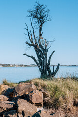 Fototapeta na wymiar New Zealand Park View of a Tree and Ocean