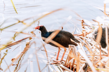Pukeko, Native New Zealand Bird in a Park Between Grass in the Lake