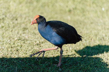 Pukeko, Native New Zealand Bird in a Park