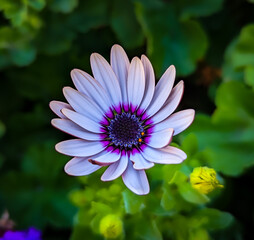 Obraz premium White African Daisy