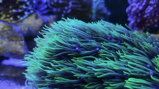 green star polyp coral reef in sea waving HD