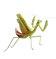 オオカマキリ