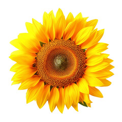 Sunflower isolated on background with Generative AI