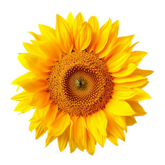 Sunflower isolated on background with Generative AI