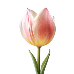 Naklejka premium Tulip flower isolated on background with Generative AI