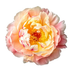 Peony flower isolated on background with Generative AI