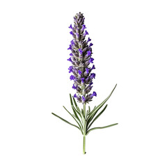Lavender flower isolated on background with Generative AI - obrazy, fototapety, plakaty