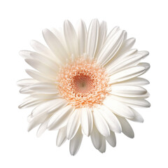 Fototapeta premium Gerbera Daisy flower isolated on background with Generative AI