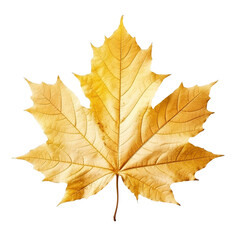 Obraz premium Maple Leaf isolated on background with Generative AI